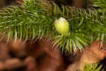 Running clubmoss